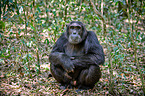 common chimpanzee