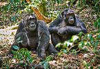 common chimpanzees