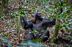 common chimpanzee