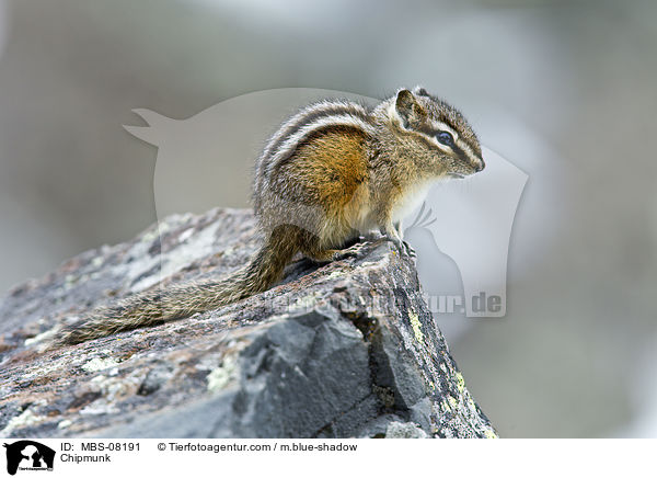 Chipmunk / MBS-08191