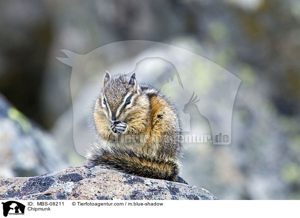 Streifenhrnchen / Chipmunk / MBS-08211