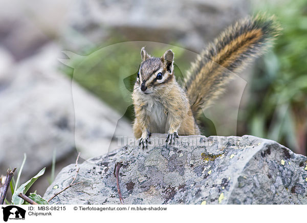 Streifenhrnchen / Chipmunk / MBS-08215