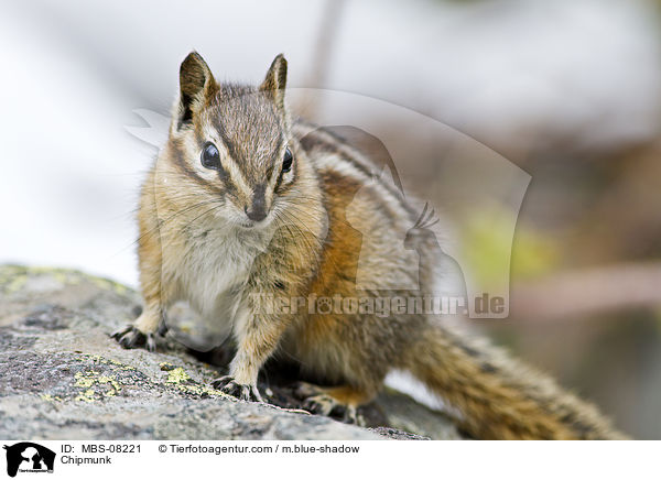 Streifenhrnchen / Chipmunk / MBS-08221