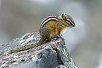 Chipmunk