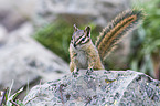 Chipmunk