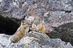 Chipmunks