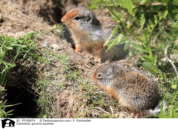 Columbia-Ziesel / Columbian ground squirrels / FF-06874