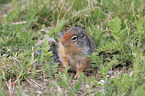 Columbian ground squirrel