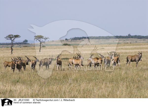 Elenantilopenherde / herd of common elands / JR-01090