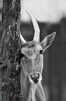 common eland