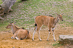 common eland