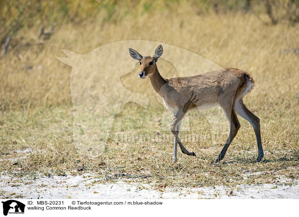 walking Common Reedbuck / MBS-20231