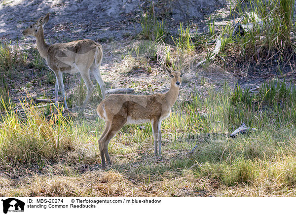 standing Common Reedbucks / MBS-20274