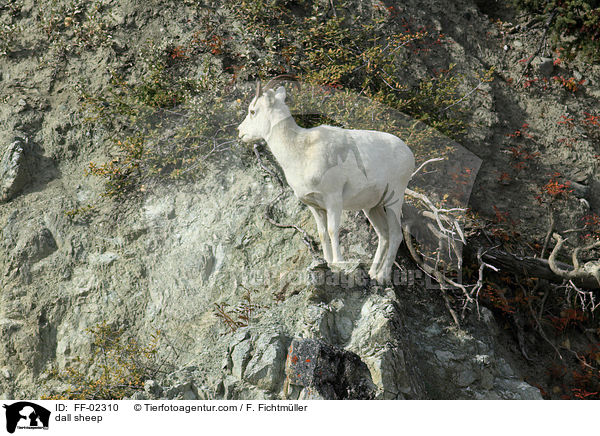 Dall-Schaf / dall sheep / FF-02310