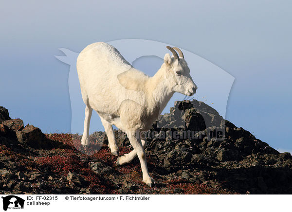 dall sheep / FF-02315