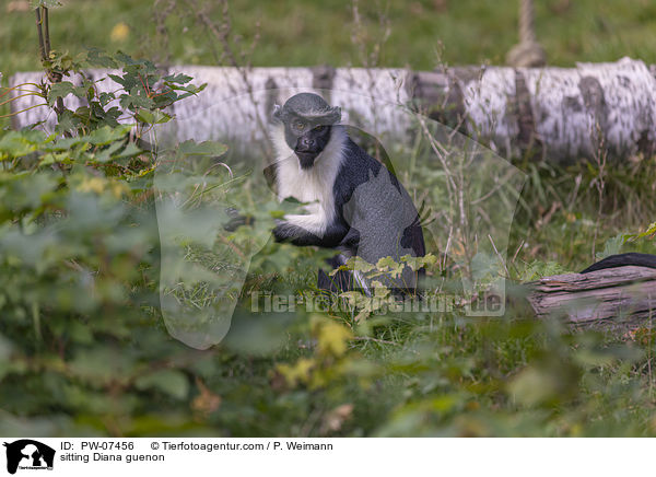 sitzende Dianameerkatze / sitting Diana guenon / PW-07456