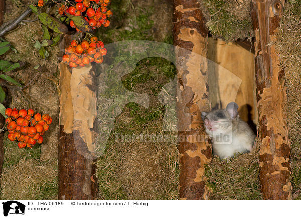 Siebenschlfer / dormouse / THA-06189