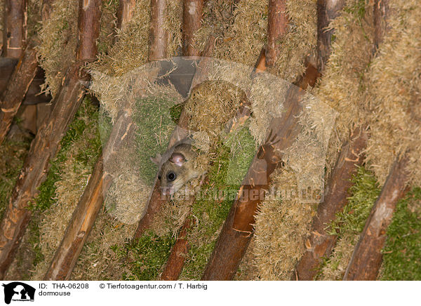 Siebenschlfer / dormouse / THA-06208