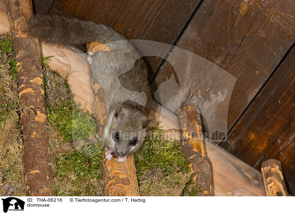 Siebenschlfer / dormouse / THA-06216