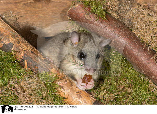 Siebenschlfer / dormouse / THA-06223