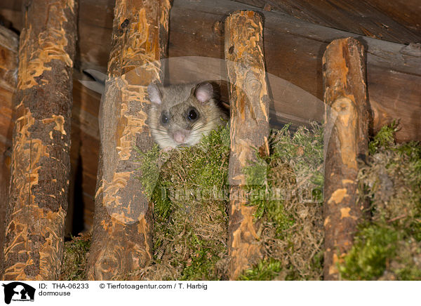 Siebenschlfer / dormouse / THA-06233