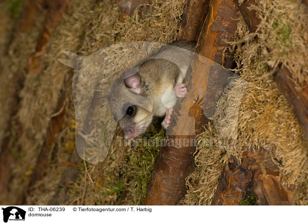 Siebenschlfer / dormouse / THA-06239