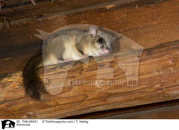 Siebenschlfer / dormouse / THA-06241