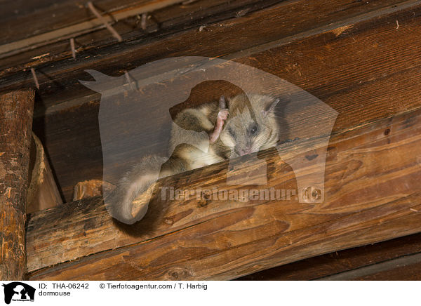 Siebenschlfer / dormouse / THA-06242