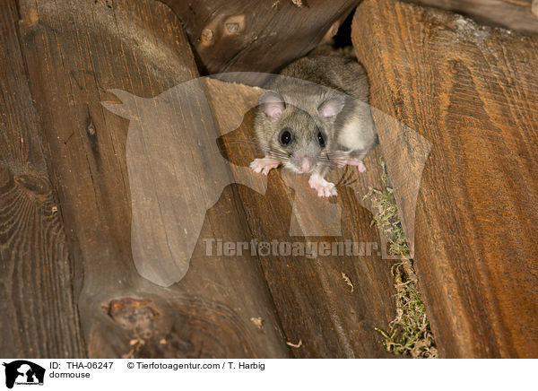 Siebenschlfer / dormouse / THA-06247