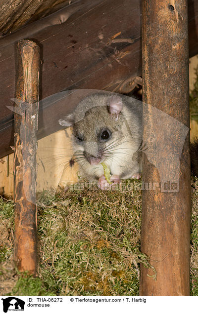 Siebenschlfer / dormouse / THA-06272