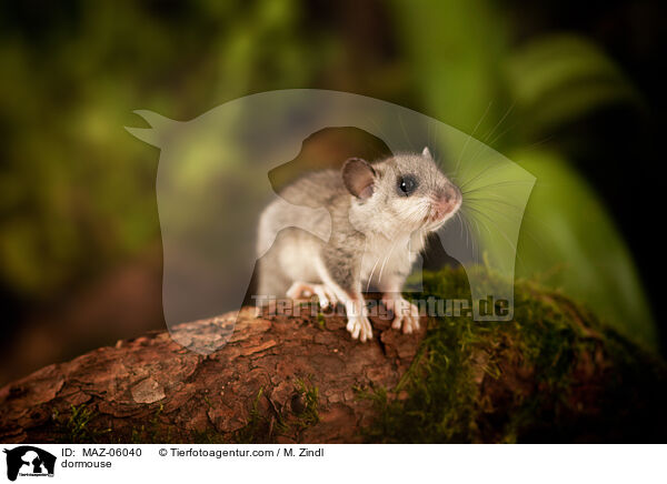 Siebenschlfer / dormouse / MAZ-06040