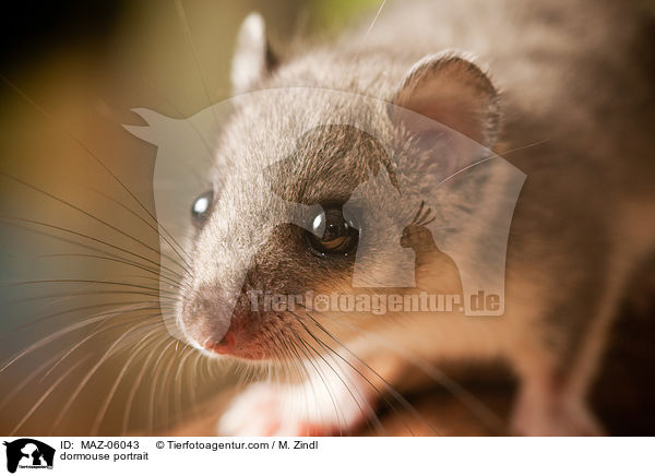 Siebenschlfer Portrait / dormouse portrait / MAZ-06043