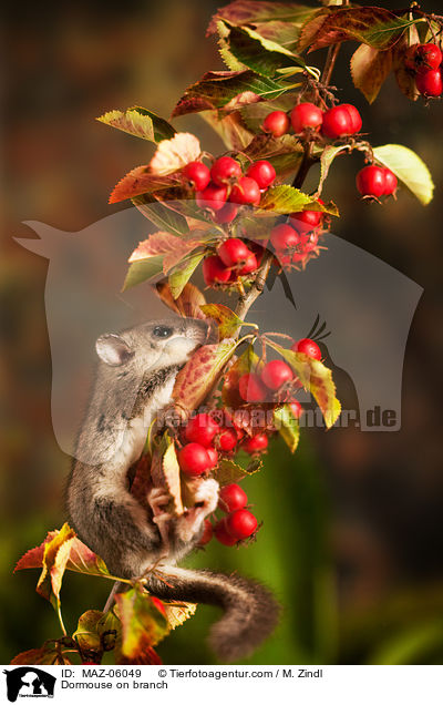 Siebenschlfer auf Zweig / Dormouse on branch / MAZ-06049