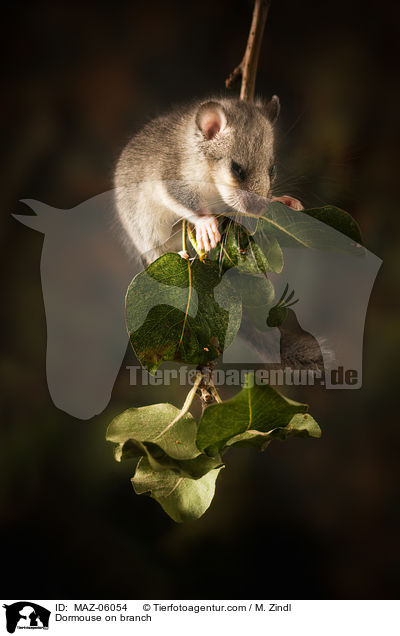 Siebenschlfer auf Zweig / Dormouse on branch / MAZ-06054