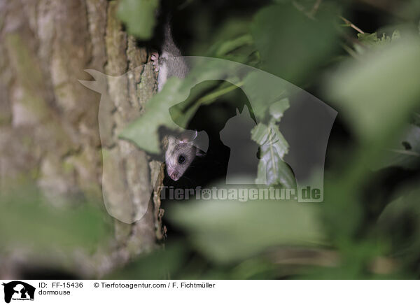 Siebenschlfer / dormouse / FF-15436