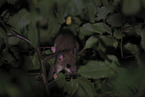 dormouse