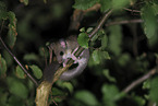 dormouse