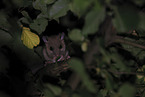 dormouse