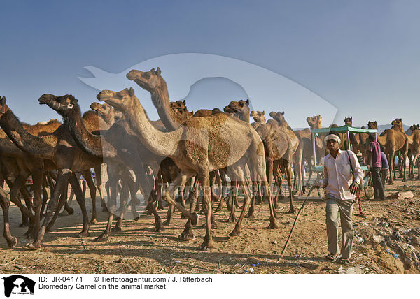 Dromedare auf dem Viehmarkt / Dromedary Camel on the animal market / JR-04171