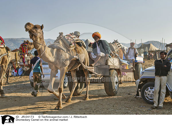 Dromedare auf dem Viehmarkt / Dromedary Camel on the animal market / JR-04173