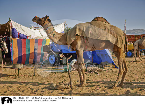 Dromedar auf dem Viehmarkt / Dromedary Camel on the animal market / JR-04192