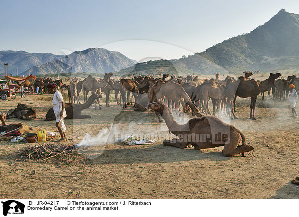 Dromedare auf dem Viehmarkt / Dromedary Camel on the animal market / JR-04217