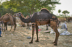 Dromedary Camel on the animal market