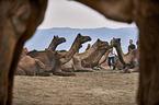 Dromedary Camel on the animal market