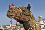 Dromedary Camel on the animal market