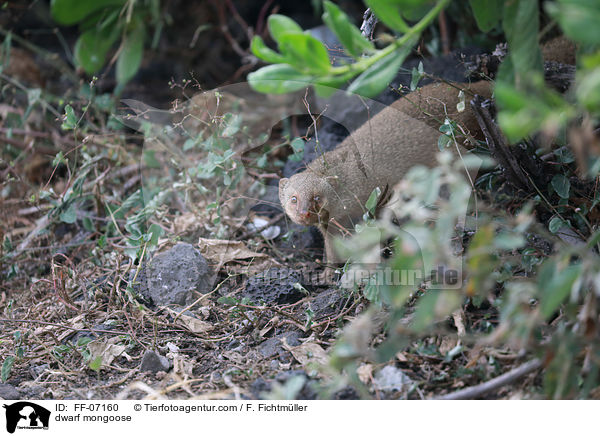 Zwergmanguste / dwarf mongoose / FF-07160