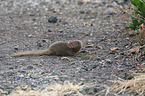 dwarf mongoose