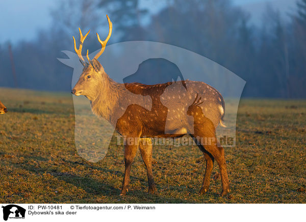 Dybowski-Hirsch / Dybowski's sika deer / PW-10481
