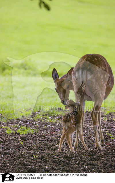 Dybowski-Hirsche / Dybowski's sika deer / PW-10927