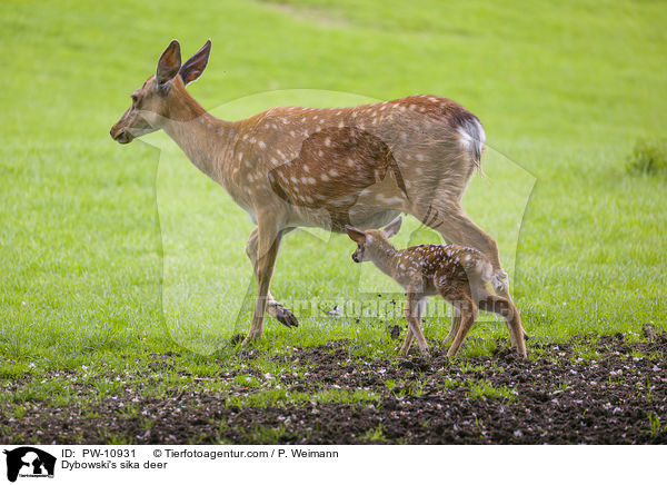 Dybowski-Hirsche / Dybowski's sika deer / PW-10931